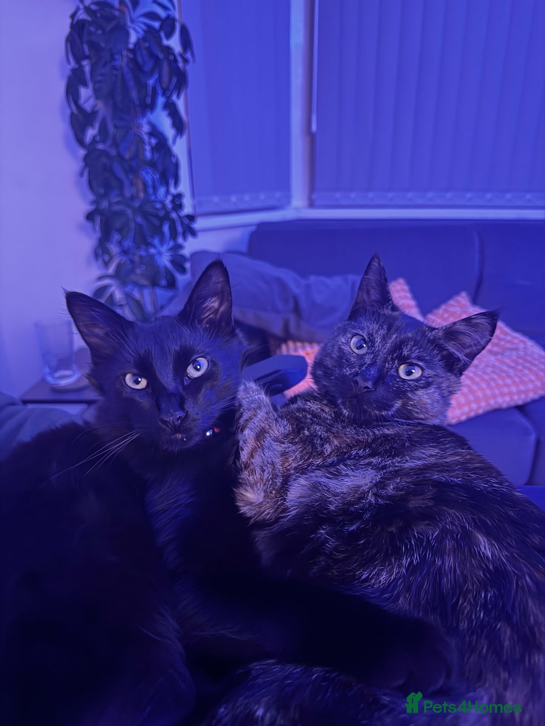 Mixed Breed cats for sale: 7 month old brother & sister looking for new home - Advert 10