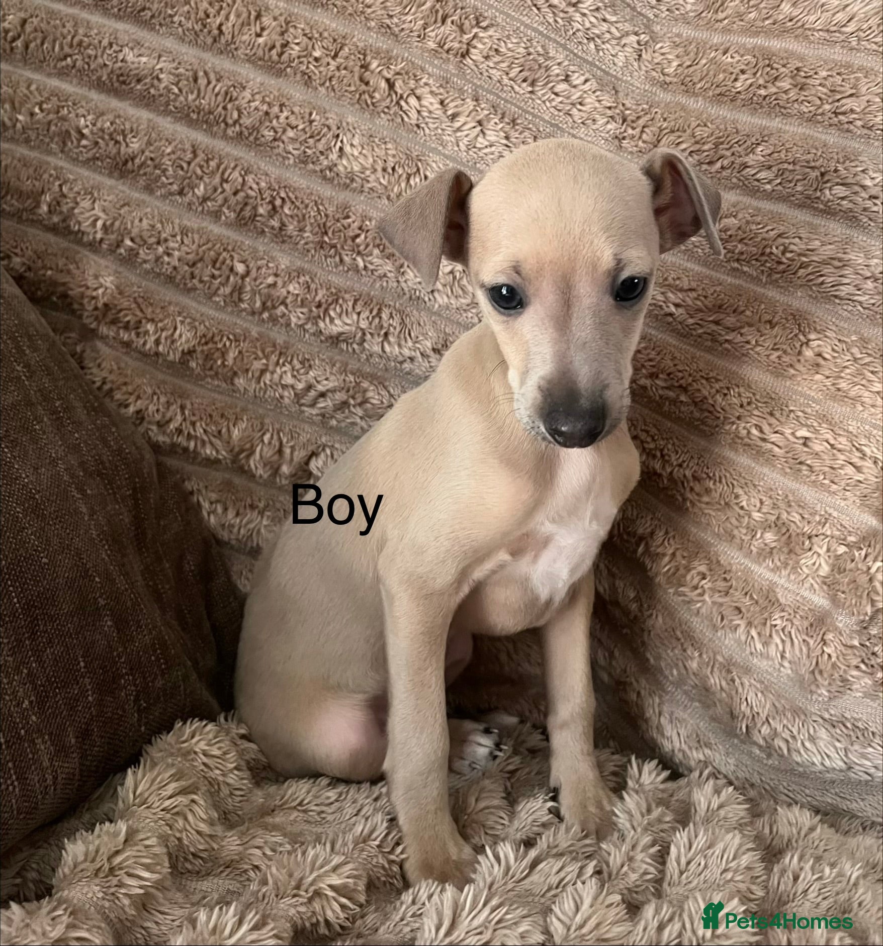 Italian Greyhound dogs kc registered last boy ready now  - Advert 2