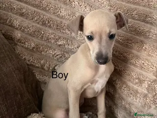 Italian Greyhound dogs kc registered last boy ready now - Advert 2