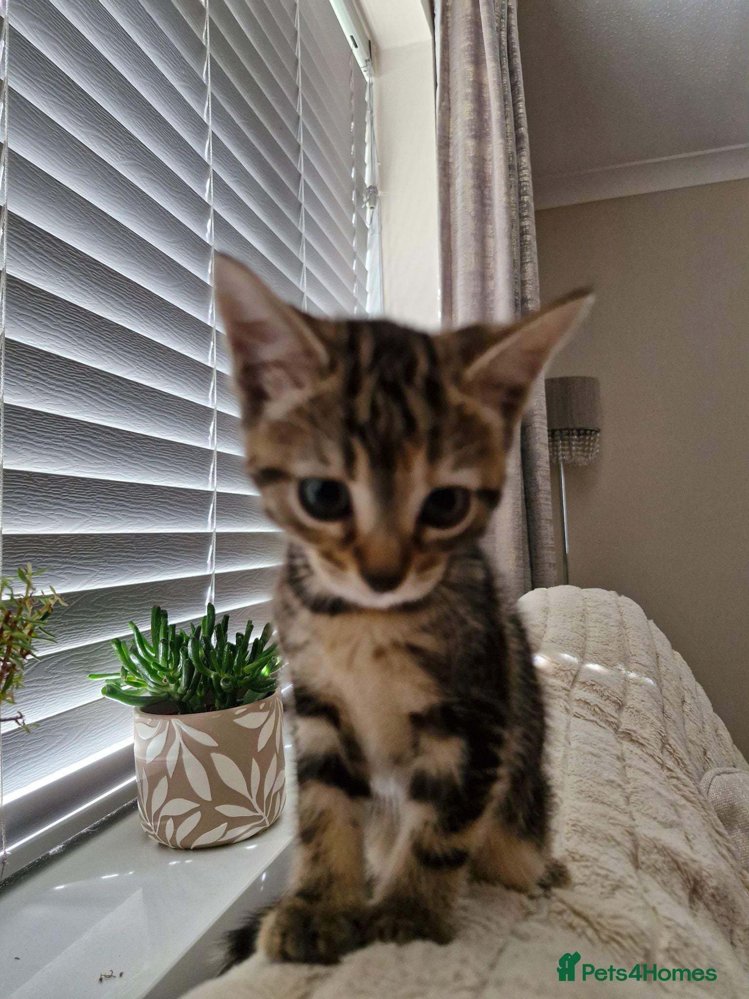 Mixed Breed cats 10 week old Kittens Ready Now - Advert 2