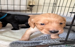 Cocker Spaniel dogs for sale: Cocker spaniel puppies for sale  - Image 18