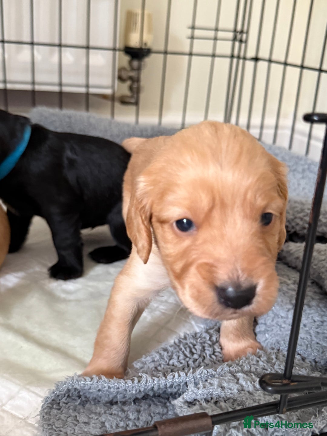 Cocker Spaniel dogs for sale: Cocker spaniel puppies for sale  - Image 18