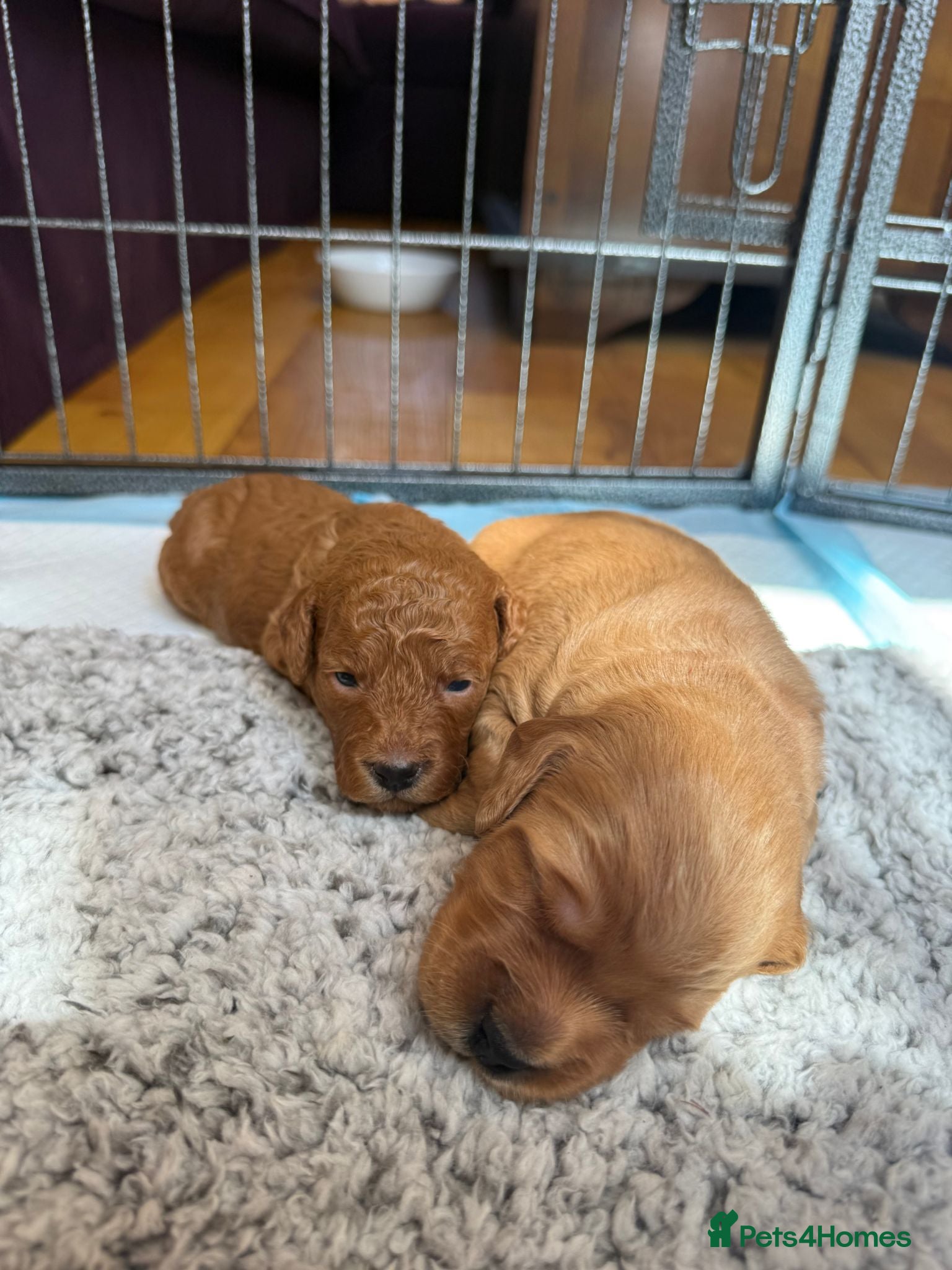Cockapoo dogs Beautiful Ginger F2 Cockapoo Puppies - Advert 2