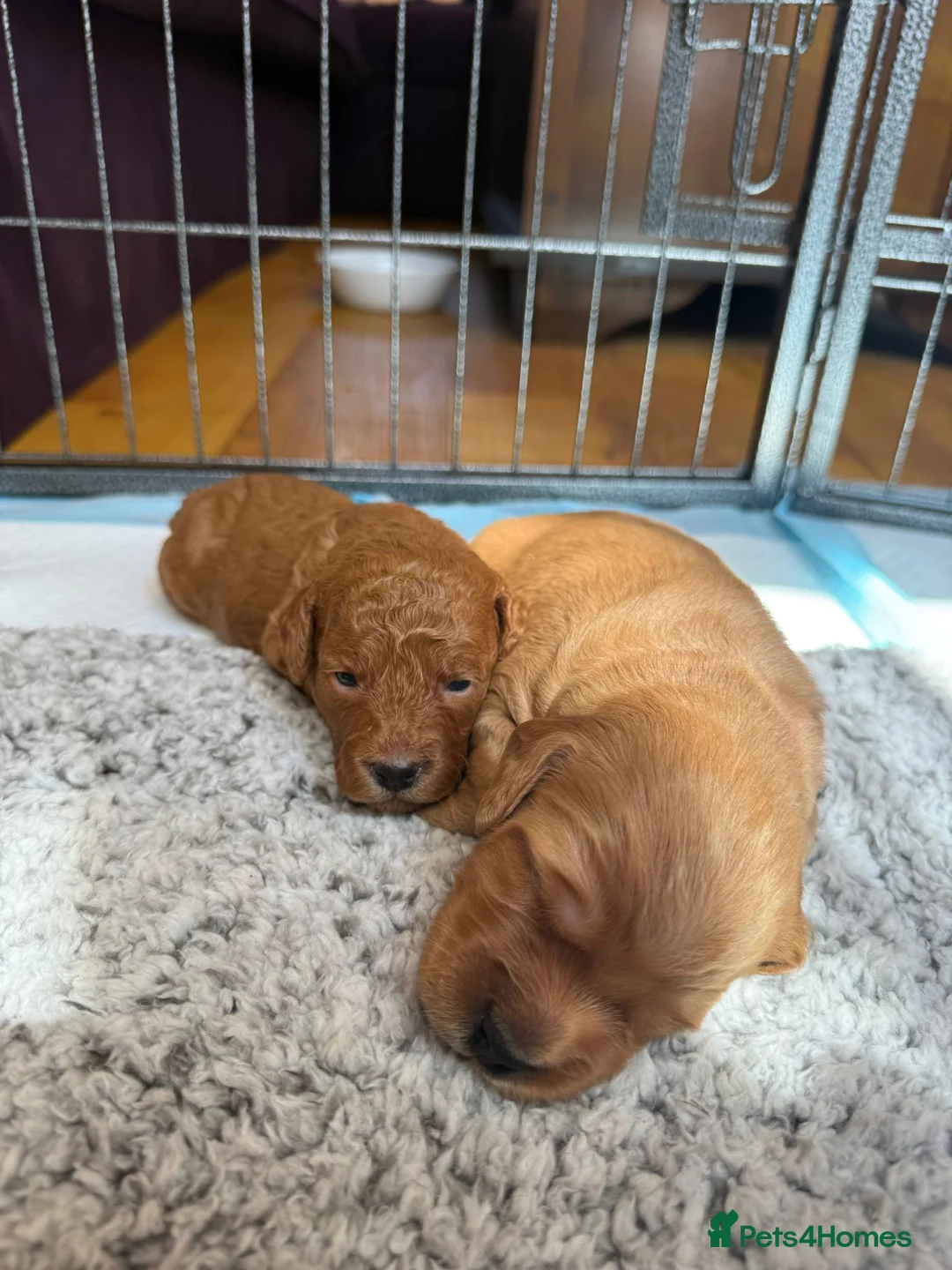 Cockapoo dogs for sale: Beautiful Ginger F2 Cockapoo Puppies in Berkhamsted - Advert 2