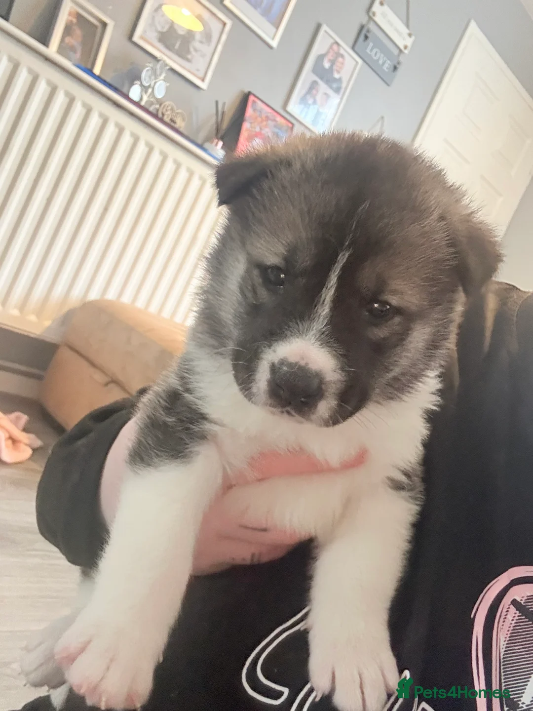 Akita dogs for sale: Akita pups March 12th ready to view  - Advert 1