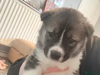 Akita dogs Akita pups March 12th ready to view - Advert 5