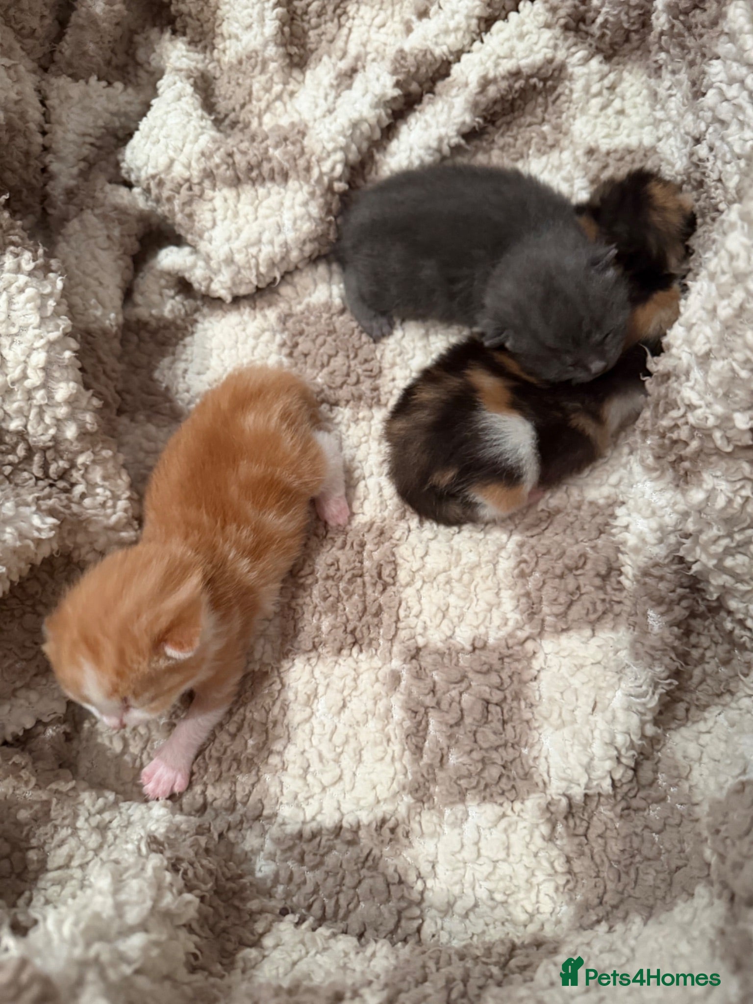 Maine Coon cats VACCINATED & CHIPPED British shorthair X Mainecoon - Advert 18