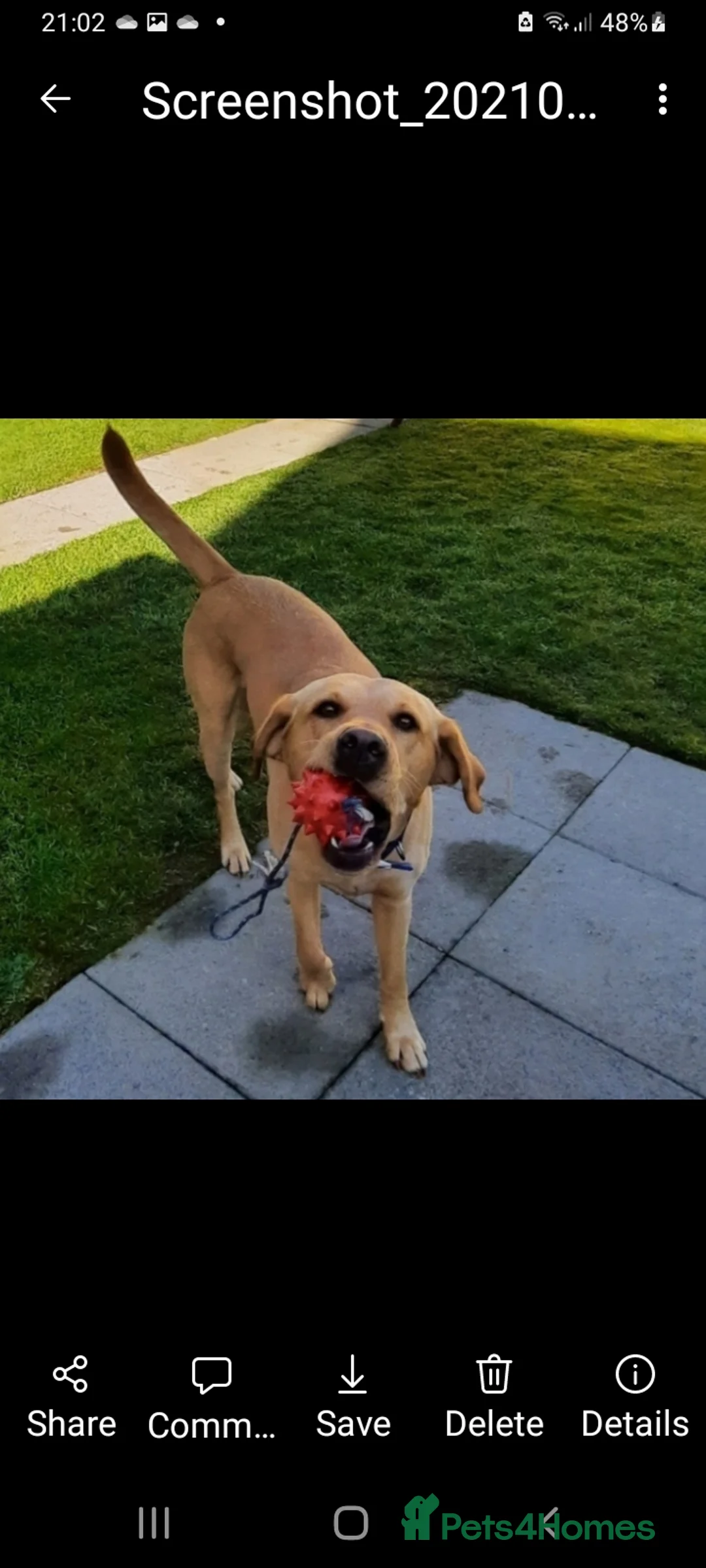 Labrador Retriever dogs for stud: Fox red Labrador ,stud duties (PROVEN) in Hengoed - Advert 7