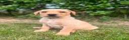 Labrador Retriever dogs for sale: READY TO GONOW 8beautiful labrador kchealthcheaked - Advert 12