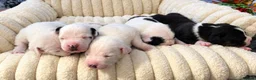 Mixed Breed dogs for sale: 5 beautiful staffy  ** tiff puppies for sale  in Maidstone - Advert 2