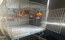 Cockatiels birds for sale: Male cockatiel bird  - Image 4