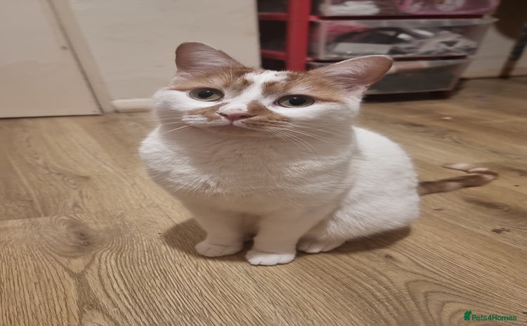 British Shorthair cats for sale - Advert 1