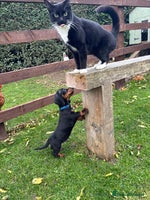 Dachshund dogs - Advert 7