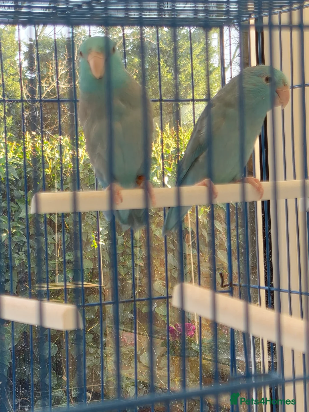 Parakeets birds for sale: Parrotlets breeding pair - Advert 2