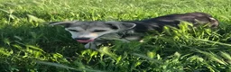 Mixed Breed dogs for adoption: 🐾❤️ LORI – A Little Heart Full of Love ❤️🐾 in Nottingham - Advert 8