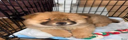 Chow Chow dogs for sale: Chow chow dog  in London - Advert 2
