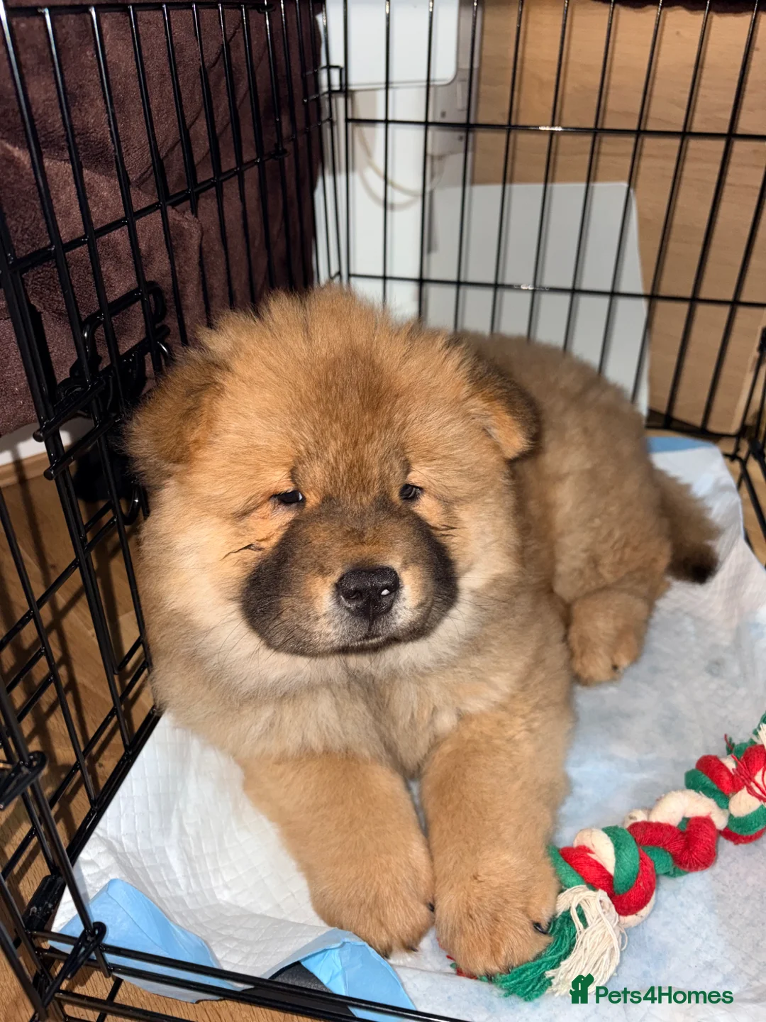 Chow Chow dogs for sale: Chow chow dog  in London - Advert 2