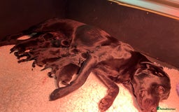Labrador Retriever dogs for sale: Superb Litter of Black Labrador Puppies - Image 1