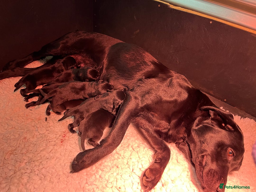 Labrador Retriever dogs for sale: Superb Litter of Black Labrador Puppies - Image 1
