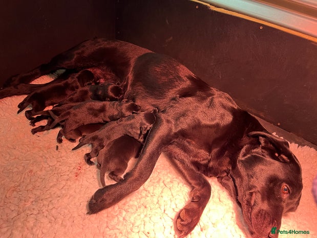 Labrador Retriever dogs - Advert 3