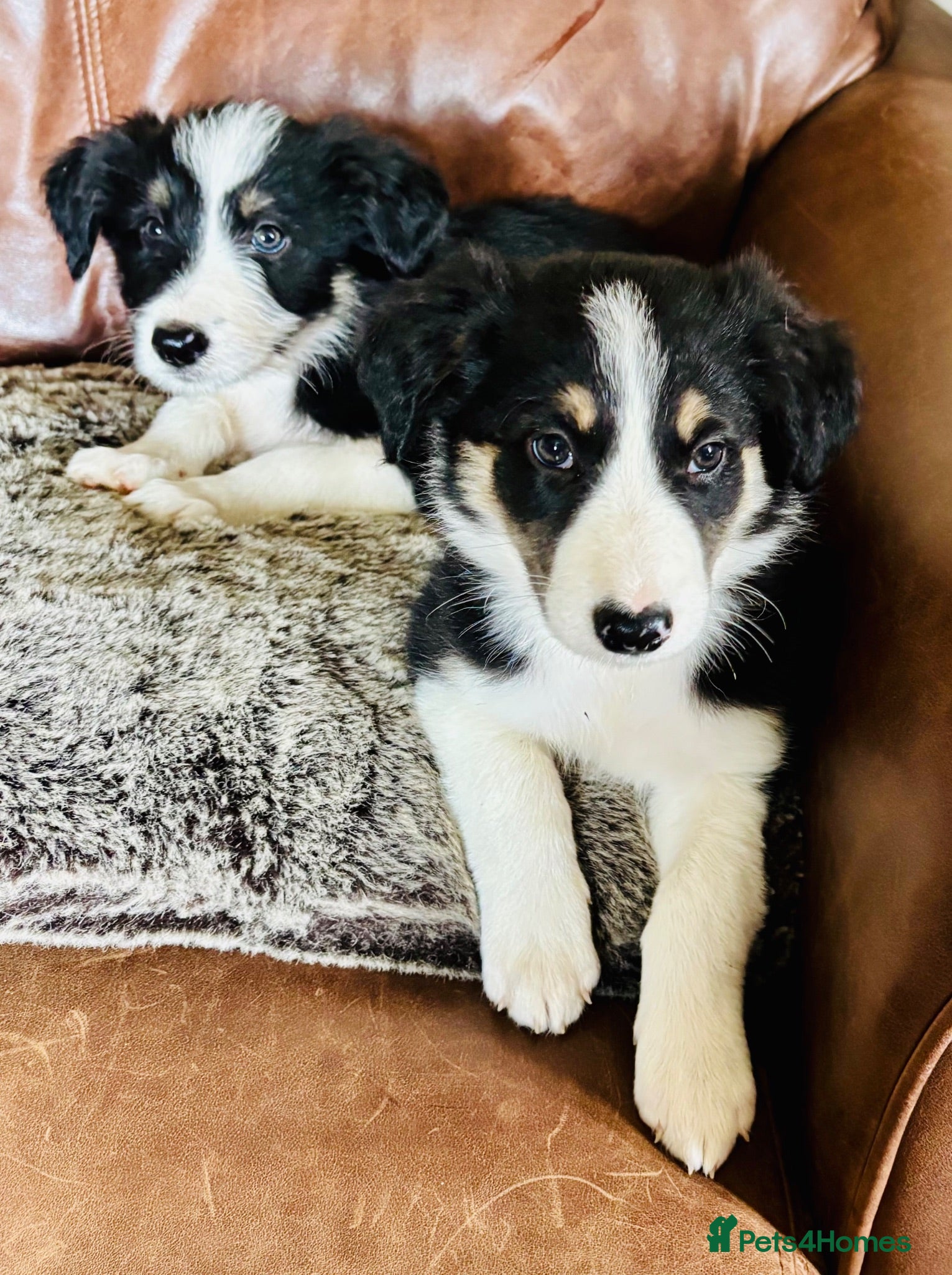 Mixed Breed dogs 5 Border collie  pups  - Advert 2