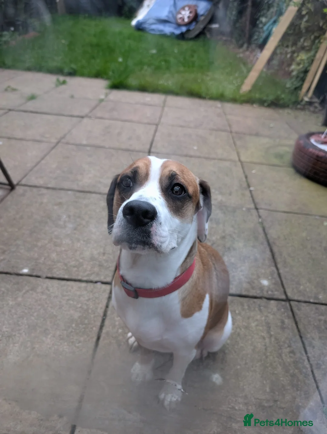 Mixed Breed dogs for sale: Female staff cross looking for forever home - Advert 1