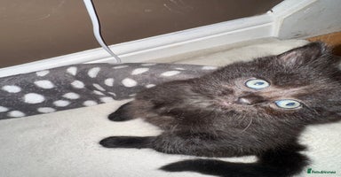 Mixed Breed cats - Advert 8