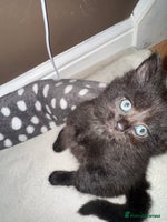 Mixed Breed cats - Advert 2