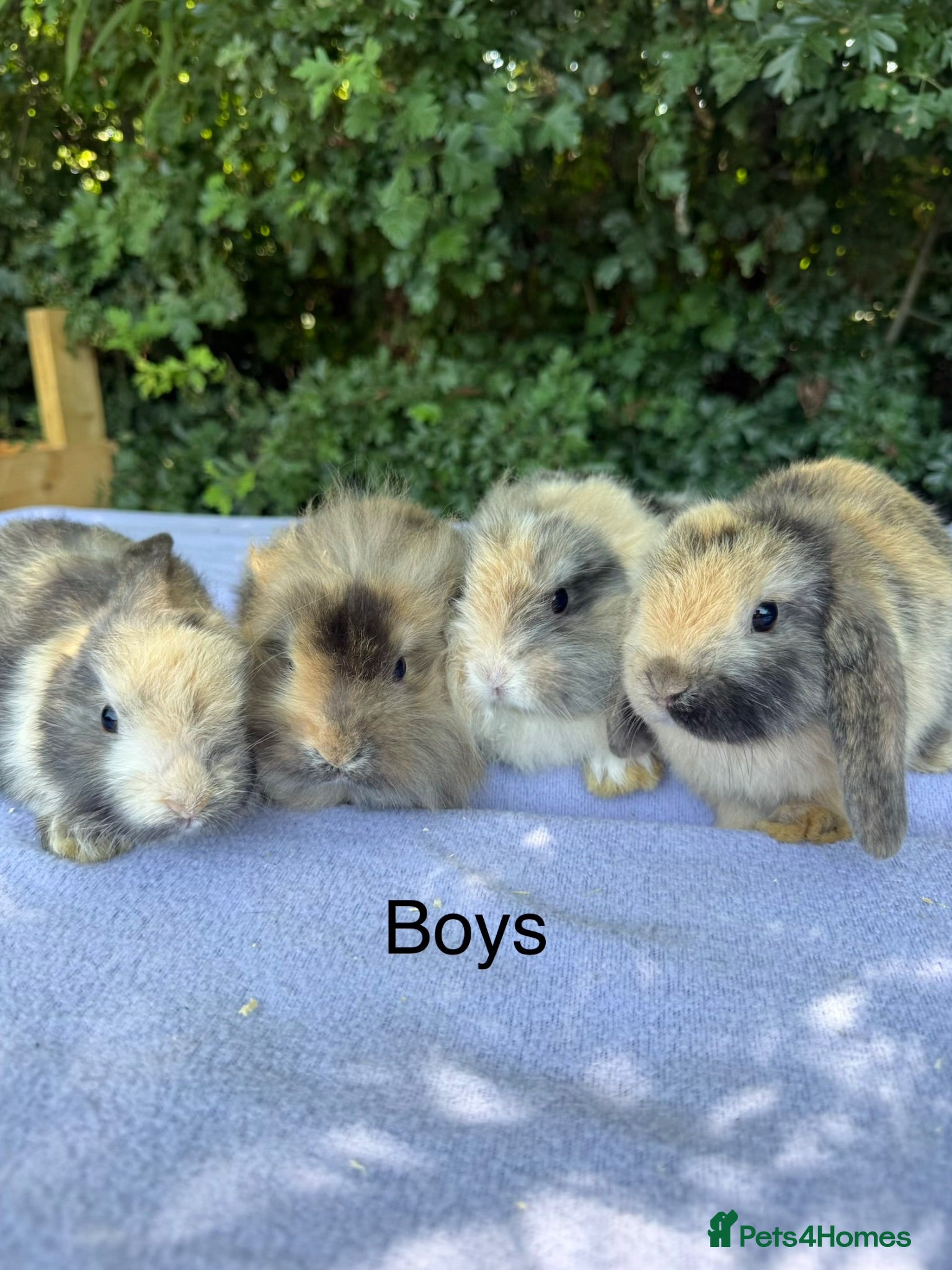 Mini Lop rabbits Mini lop babies  - Advert 12