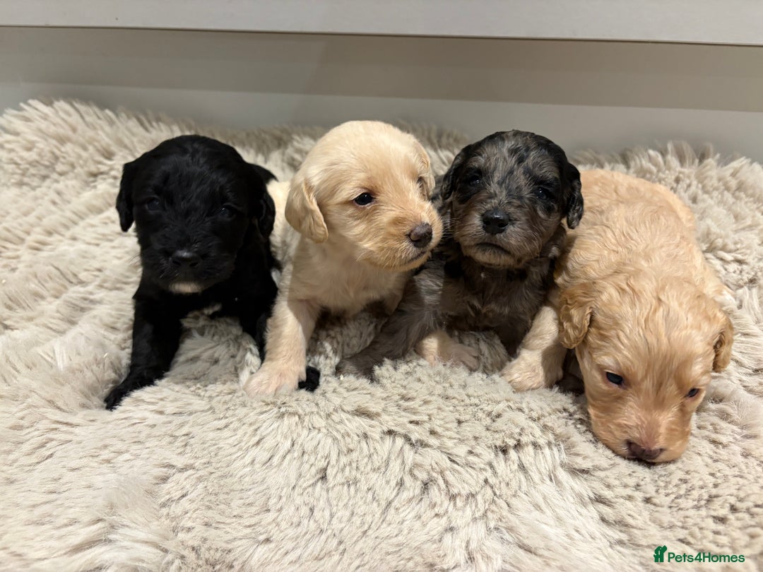 Labradoodle dogs for sale: Miniature Labradoodle Pups - Image 38