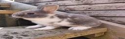 Netherland Dwarf rabbits for sale: Netherland dwarf pure bred youngsters  - Advert 8