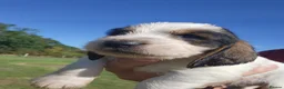 Basset Griffon Vendeen dogs for sale: Griffon grand bassets  - Advert 9