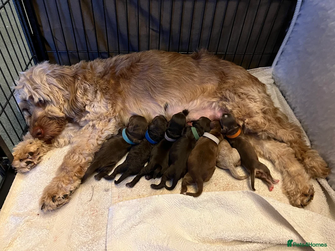Cockapoo dogs for stud: 🧬F1 Red Proven Cockapoo Stud Extensive DNA Tested in Derby - Advert 5