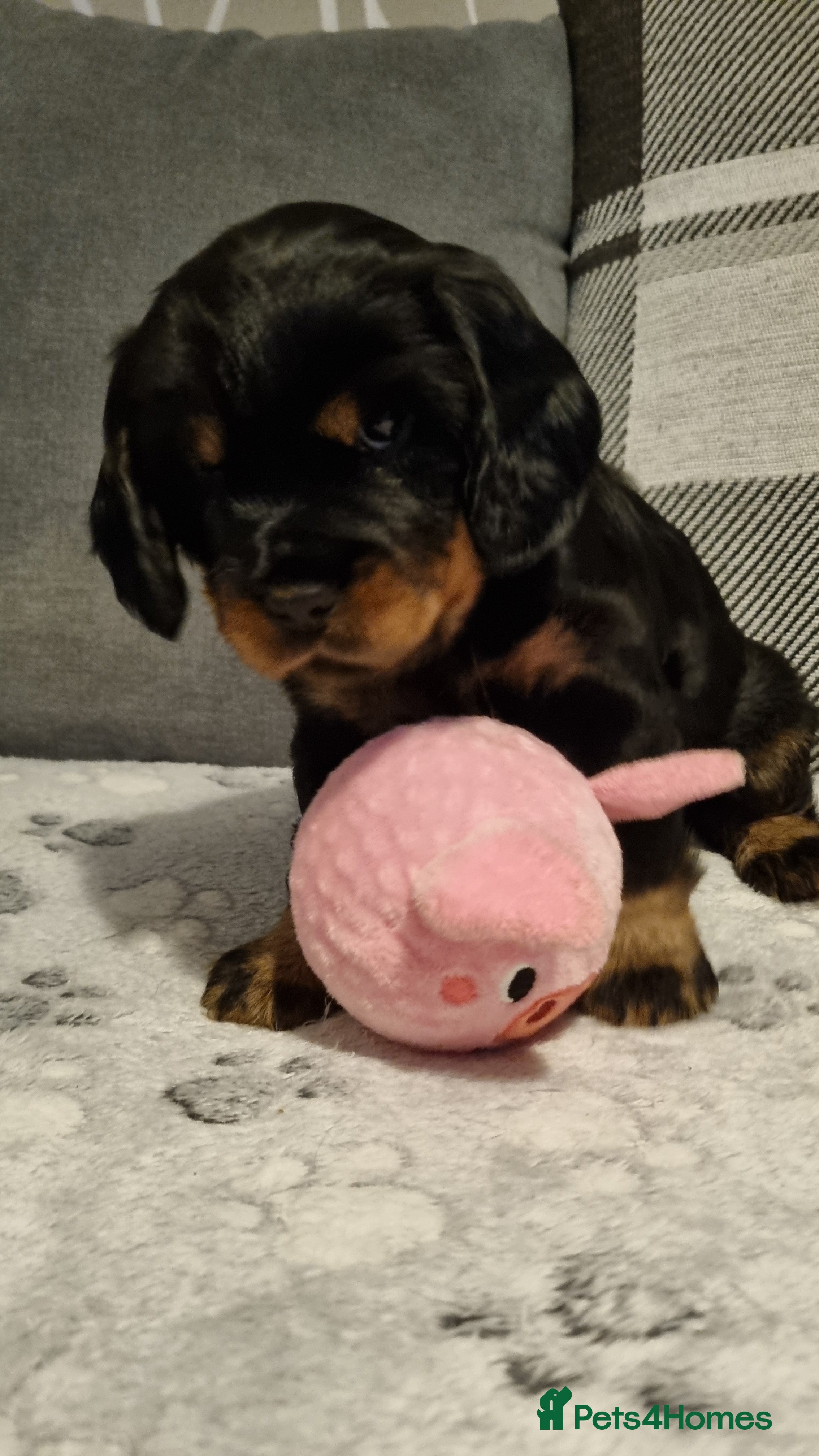 Cocker Spaniel dogs for sale: 🐾 Beautiful Show Type Cocker Spaniel Puppies - Advert 28