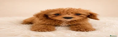 Cavapoo Puppy 3