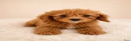 Cavapoo dogs for sale: Cavapoo Puppies  - Advert 6