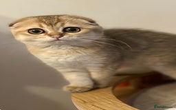 Scottish Fold cats for sale: Beautiful Gold chinchilla girl - Image 6