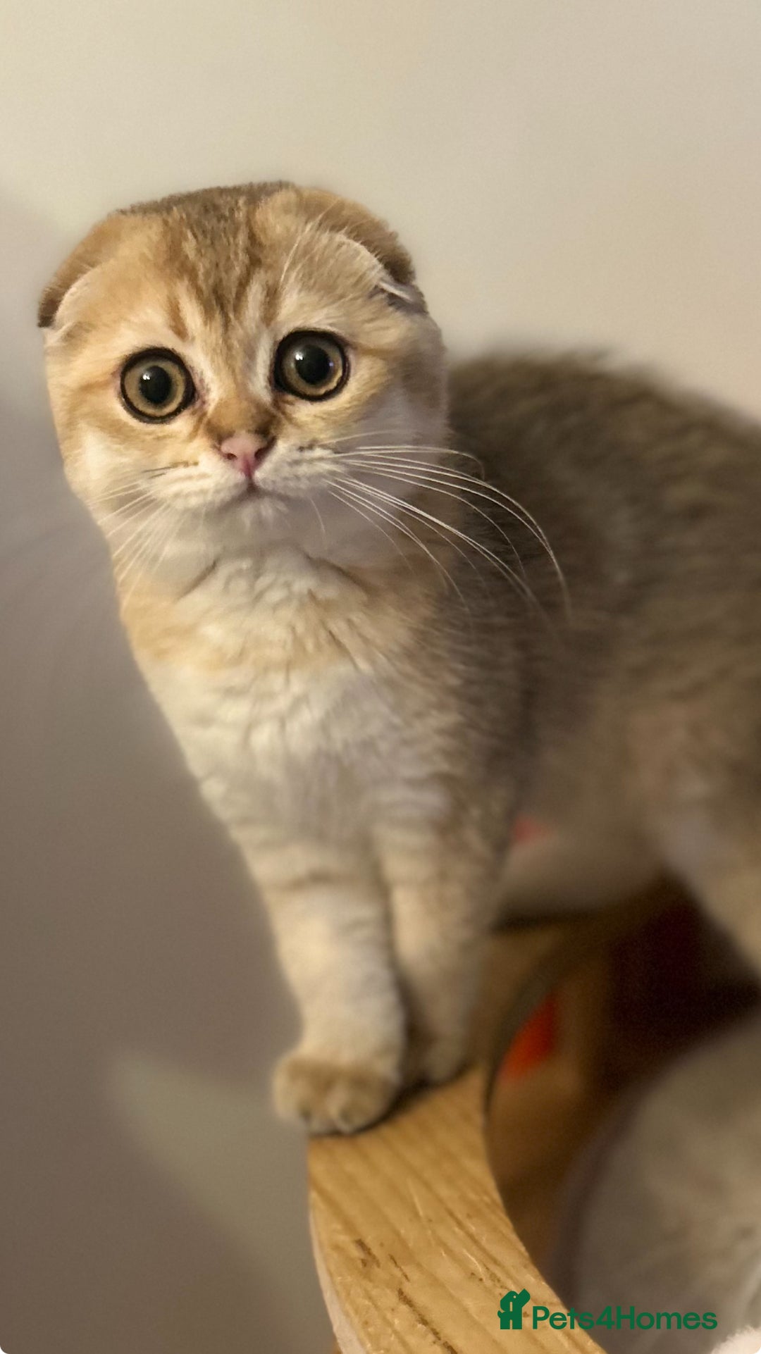 Scottish Fold cats for sale: Beautiful Gold chinchilla girl - Image 6