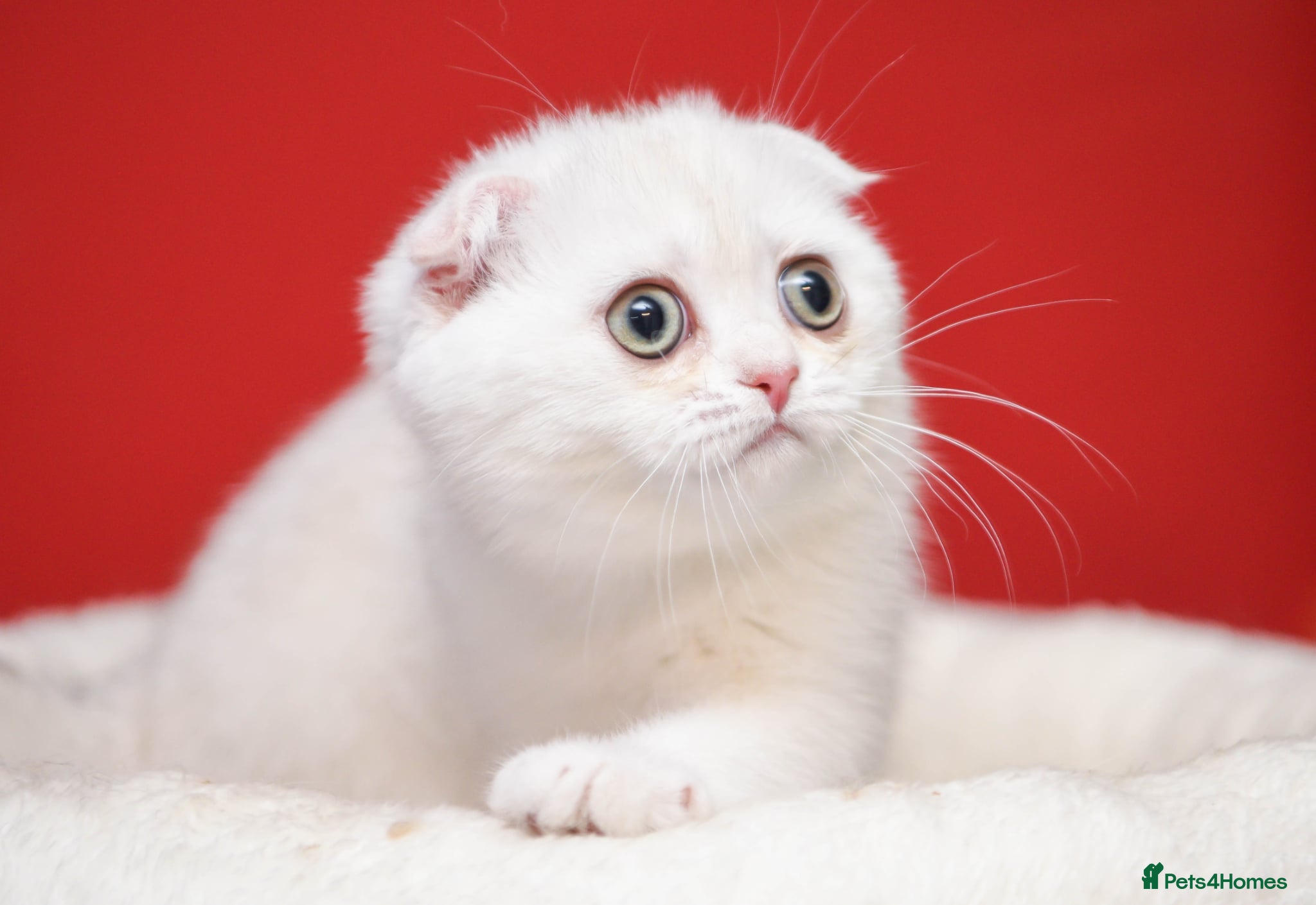 Scottish Fold cats Scottish fold and straight girls - Advert 2