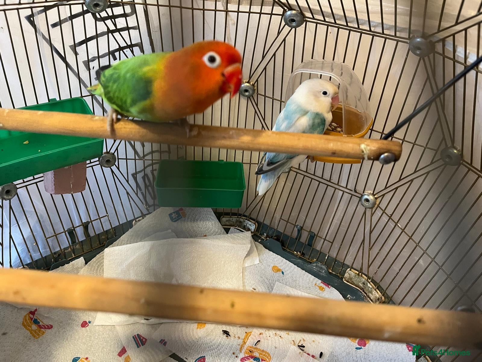 Lovebirds birds Beautiful Pair of Lovebirds- 2 Years Old - Advert 4