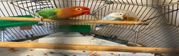 Lovebirds birds for sale: Beautiful Pair of Lovebirds- 2 Years Old - Advert 1