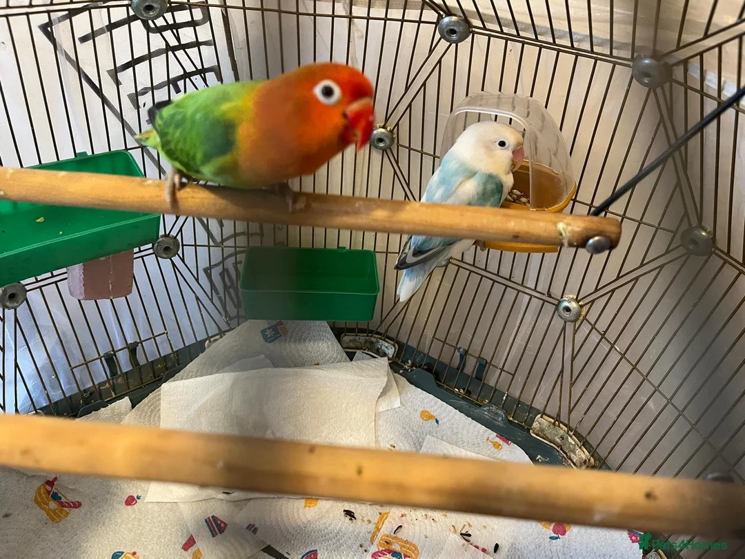 Lovebirds birds for sale: Beautiful Pair of Lovebirds- 2 Years Old - Advert 1