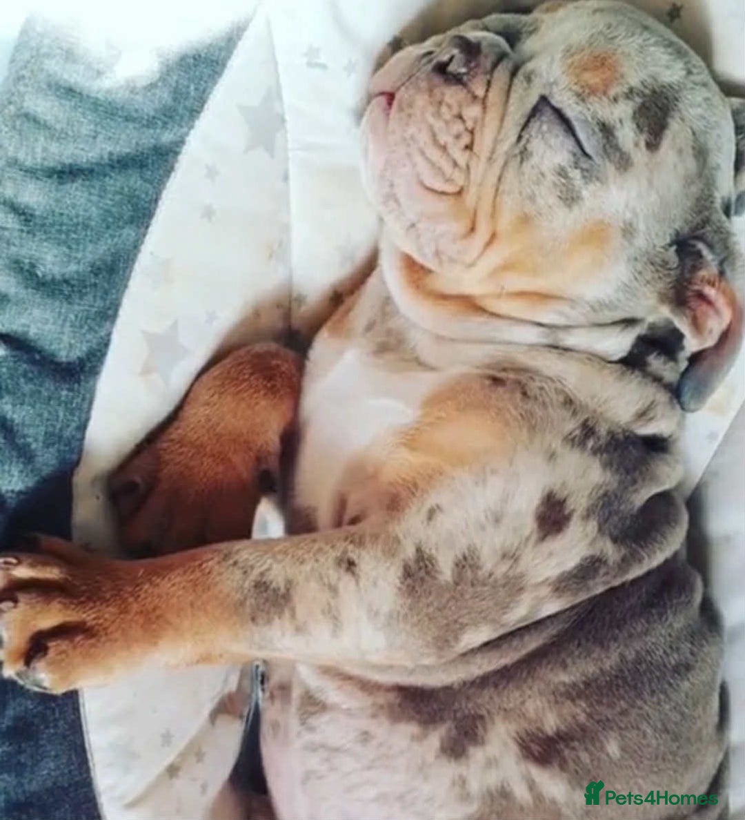 English Bulldog dogs for stud: Real deal Rocky KC registered lilac merle  - Advert 4