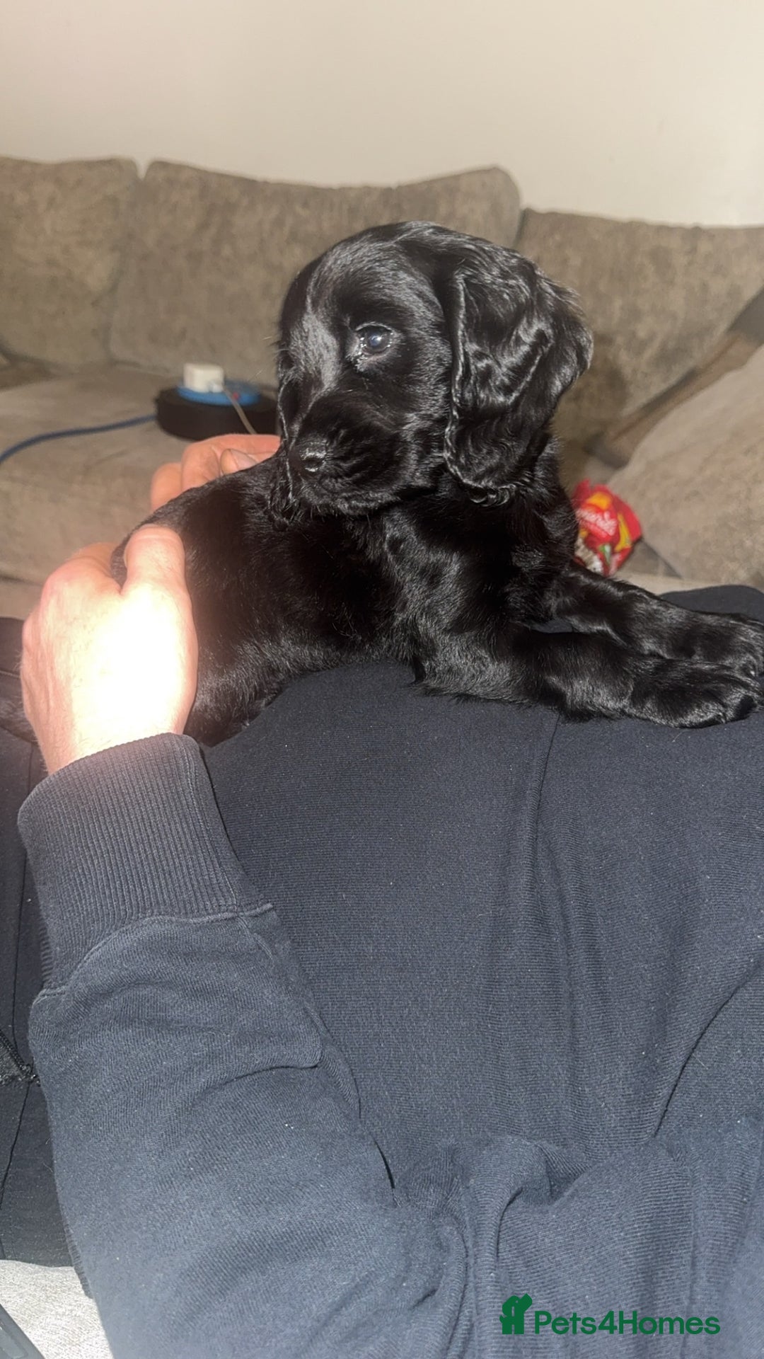 Cockapoo dogs for sale: Beautiful black F1B cockapoo boy ready next week  - Advert 3