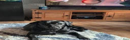 Labrador Retriever dogs for sale: Labador retriever kc girl - Advert 1