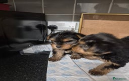 Yorkshire Terrier dogs for sale: 3 beautiful yorkies puppies - Image 8