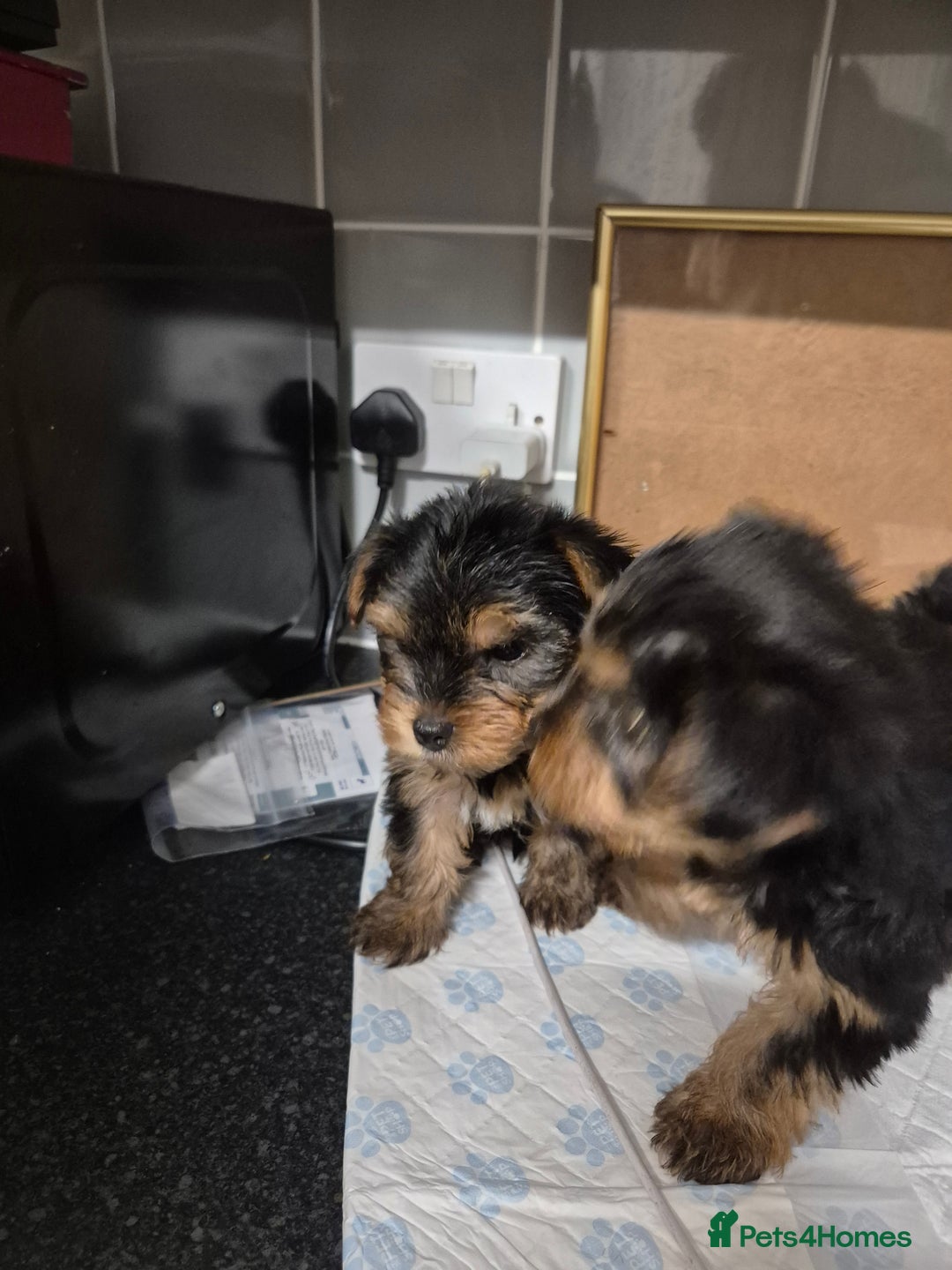 Yorkshire Terrier dogs for sale: 3 beautiful yorkies puppies - Image 8