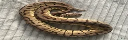 Python Snake reptiles for sale: Pastel-spider Royal Python - Advert 1