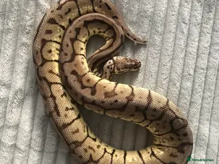 Python Snake reptiles Pastel-spider Royal Python - Advert 7