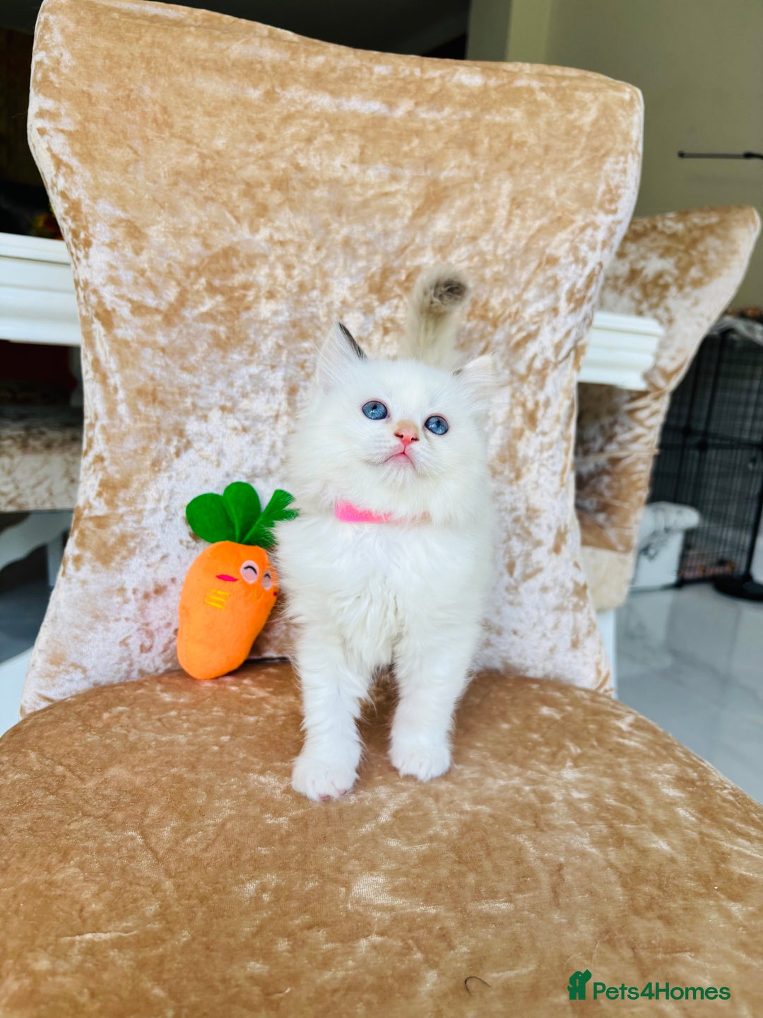 Ragdoll cats for sale: Beautiful ragdoll kittens  - Image 6